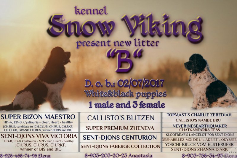 Фото: ньюфаундленд Сент Джонс Вива Виктория (Sent Djons Viva Viktoria), ньюфаундленд Супер Бизон Маэстро (Super Bizon Maestro)