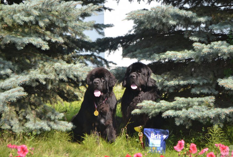 Фото: ньюфаундленд Сент Джонс Эксклюзив (Sent Djons Exclusive), ньюфаундленд Назар Вятский Медведь (Nazar Vyatskiy Medved)