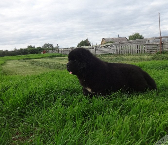 Фото: ньюфаундленд Кипер Соул Уэсли Снайпс