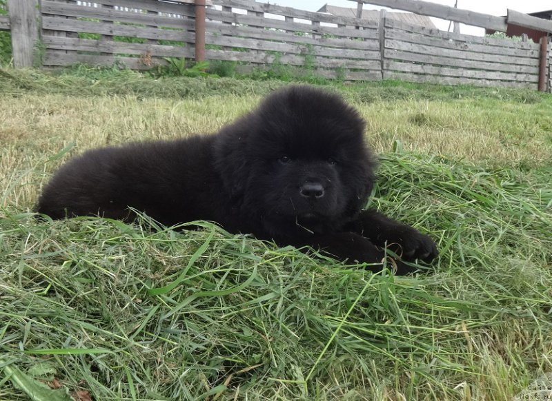 Фото: ньюфаундленд Янтарная Сенсация Ньюфорт