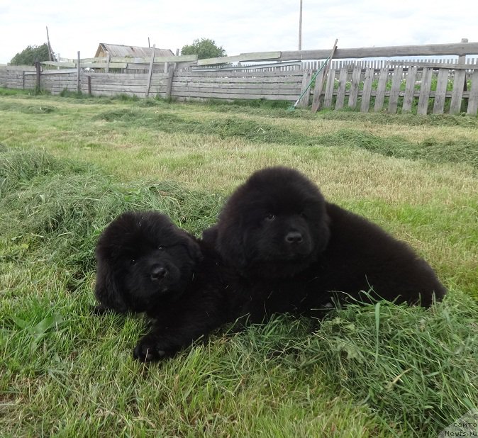 Фото: ньюфаундленд Яркий Танец Овации, ньюфаундленд Янтарная Сенсация Ньюфорт