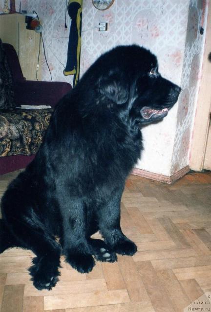 Фото: ньюфаундленд Берта (Berta)