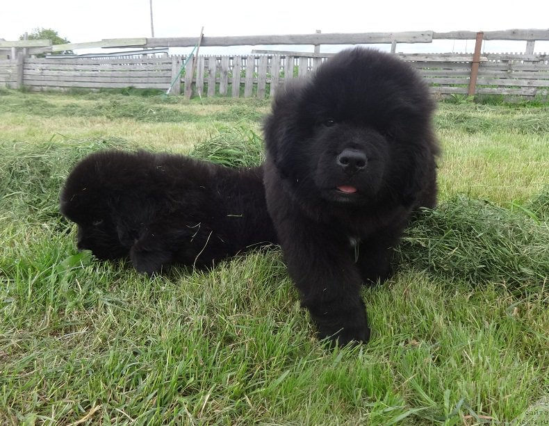 Фото: ньюфаундленд Янтарная Сенсация Ньюфорт