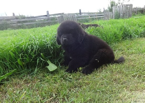 Фото: ньюфаундленд Янтарная Сенсация Ньюфорт