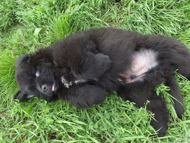 Фото: ньюфаундленд Яркий Танец Овации