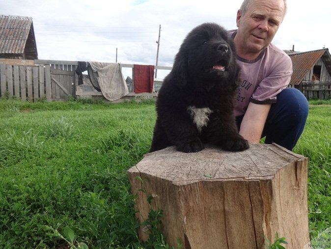 Фото: ньюфаундленд Янтарная Сенсация Ньюфорт