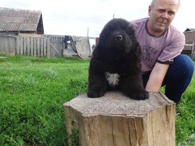 Фото: ньюфаундленд Янтарная Сенсация Ньюфорт