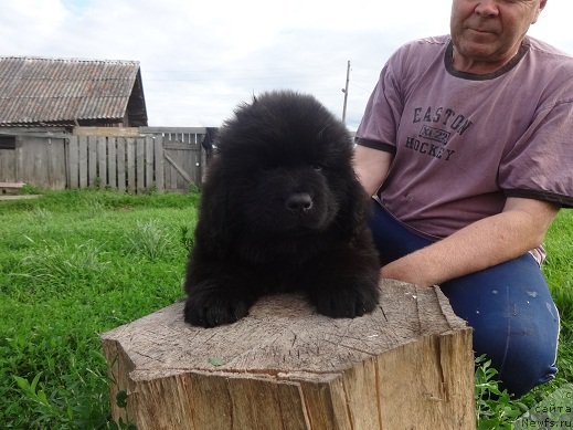 Фото: ньюфаундленд Яркий Танец Овации