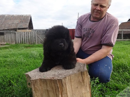 Фото: ньюфаундленд Яркий Танец Овации