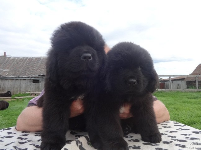 Фото: ньюфаундленд Яркий Танец Овации, ньюфаундленд Янтарная Сенсация Ньюфорт