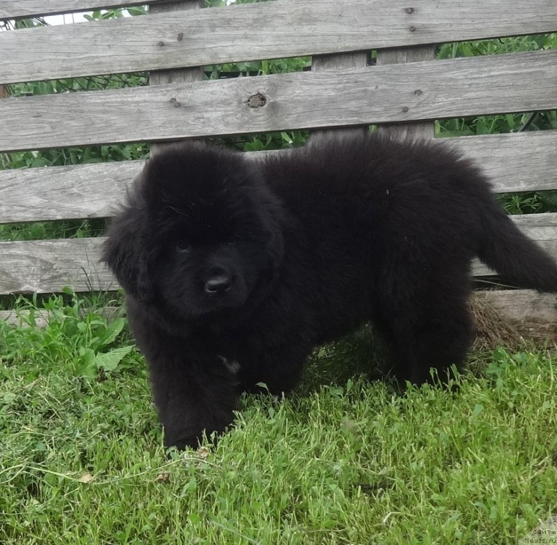 Фото: ньюфаундленд Янтарная Сенсация Ньюфорт