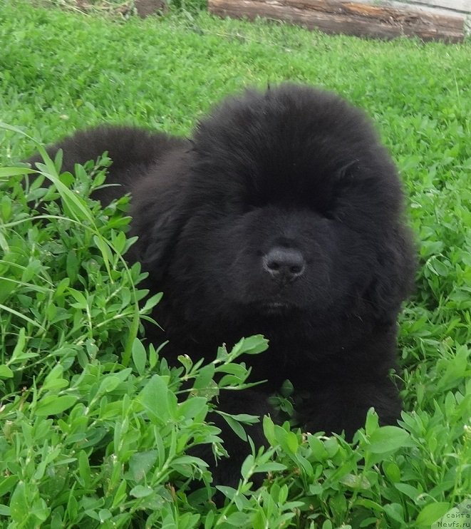 Фото: ньюфаундленд Янтарная Сенсация Ньюфорт