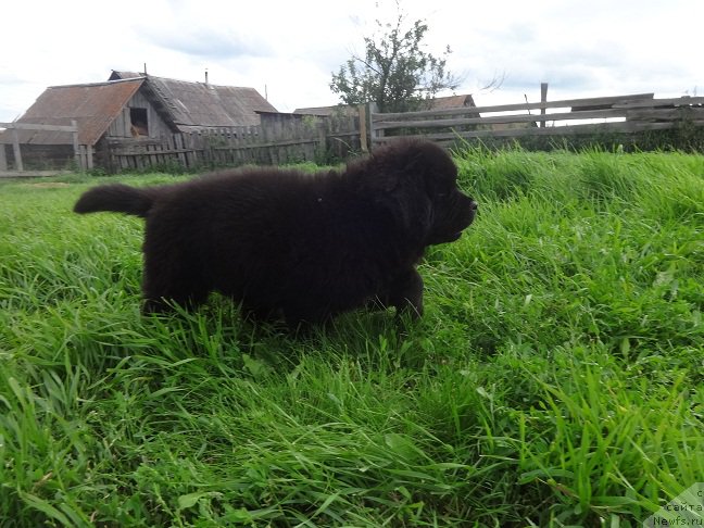 Фото: ньюфаундленд Яркий Танец Овации