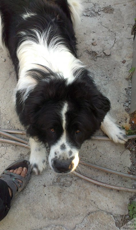 Фотография № 228165