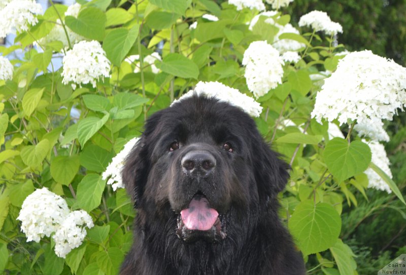 Фото: ньюфаундленд Нежная Карамелька Фиона (Nezhnaya Karamelka Fiona)