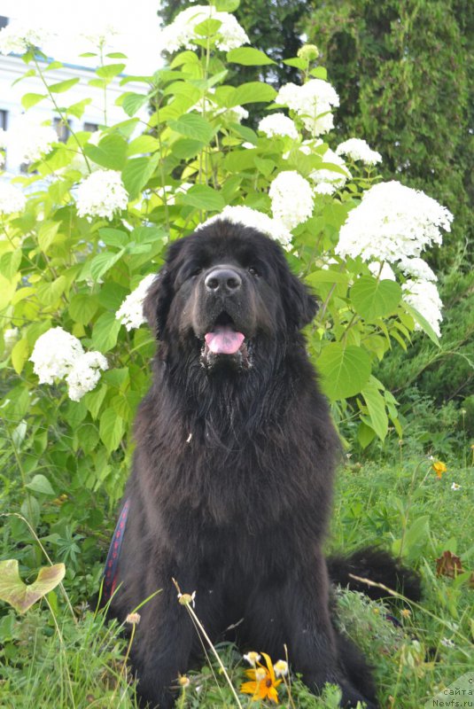 Фото: ньюфаундленд Нежная Карамелька Фиона (Nezhnaya Karamelka Fiona)