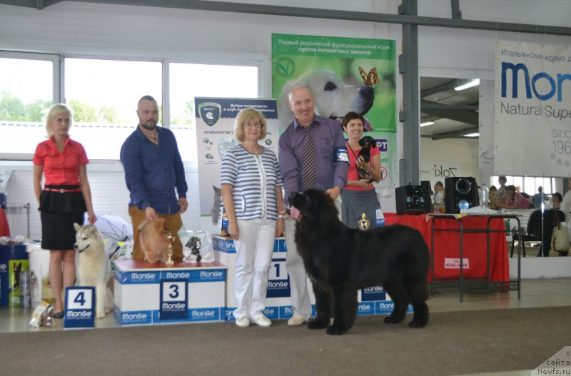 Фото: ньюфаундленд Сент Джонс Эксклюзив (Sent Djons Exclusive)