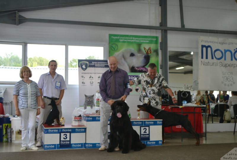 Фото: ньюфаундленд Сент Джонс Эксклюзив (Sent Djons Exclusive)