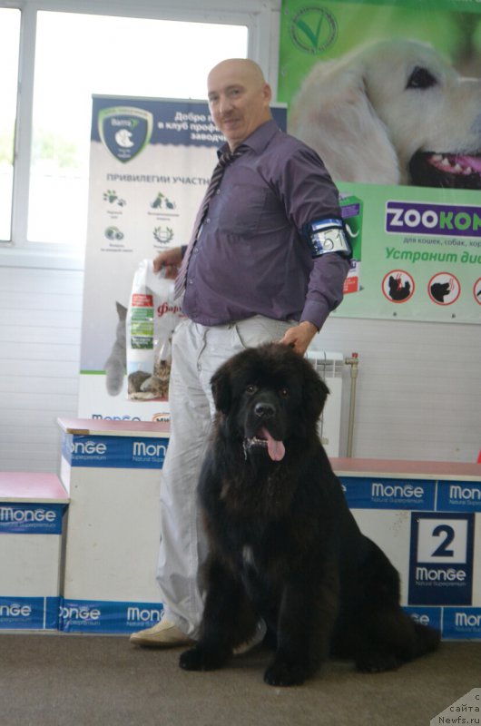 Фото: ньюфаундленд Сент Джонс Эксклюзив (Sent Djons Exclusive)