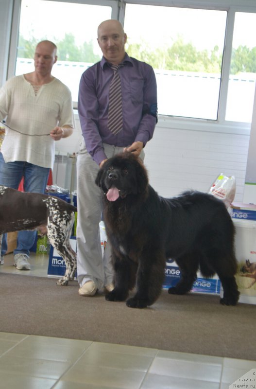 Фото: ньюфаундленд Сент Джонс Эксклюзив (Sent Djons Exclusive)