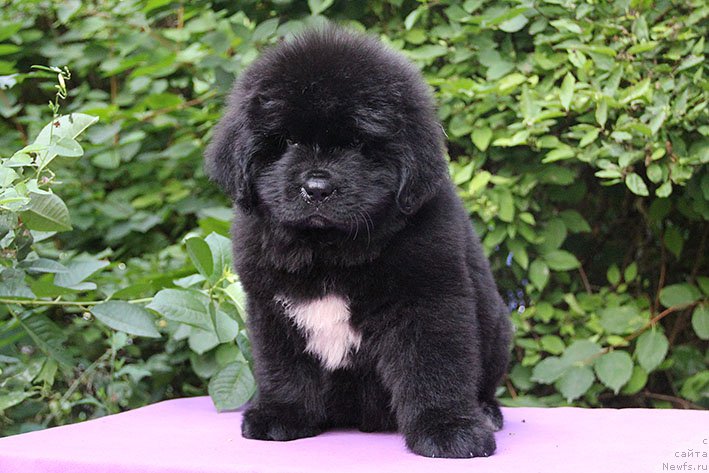 Фотография № 228181