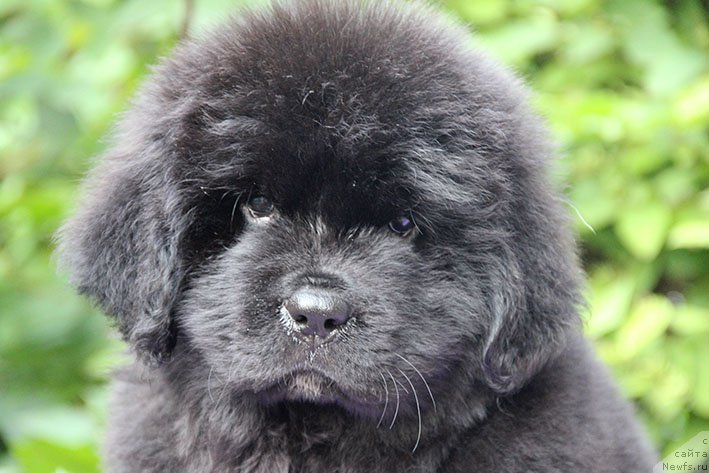 Фото: ньюфаундленд Мишель с Берега Дона (Mishel' s Berega Dona)