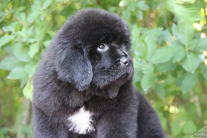 Фотография № 228186