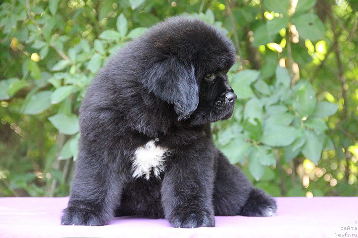 Фотография № 228189