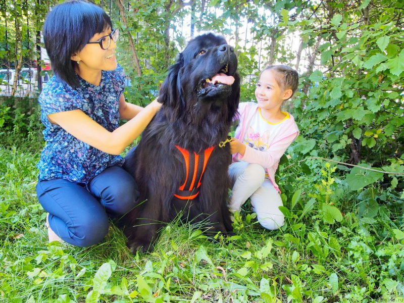 Фото: ньюфаундленд Ньюфорт Тайм'с Голд Алекса