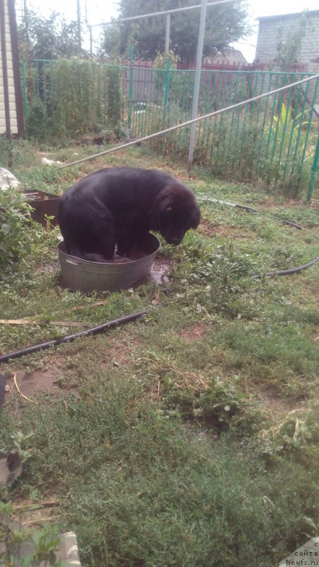 Фото: ньюфаундленд Браунблад МСК Вивитта Курце