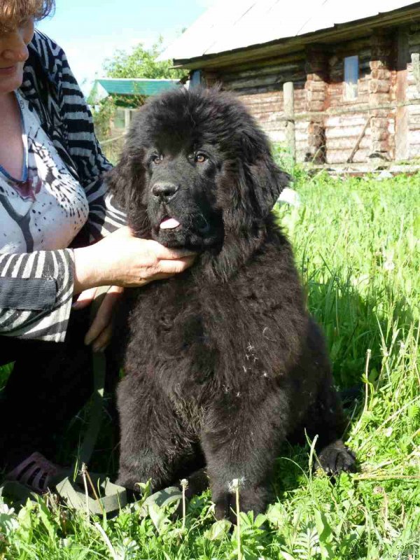 Фото: ньюфаундленд Ирада Славная Дочь Матвея