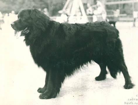 Фото: ньюфаундленд Грейсив Цербер Роджер