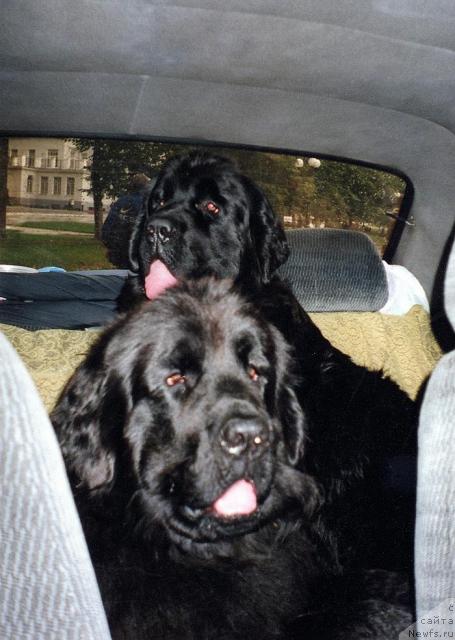 Фото: ньюфаундленд Bine-Bonita, ньюфаундленд Берта (Berta)