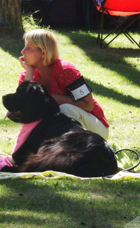 Фото: ньюфаундленд Браунблад МСК Жансая Шули (Brownblood MSK Zhansaya Shuli)