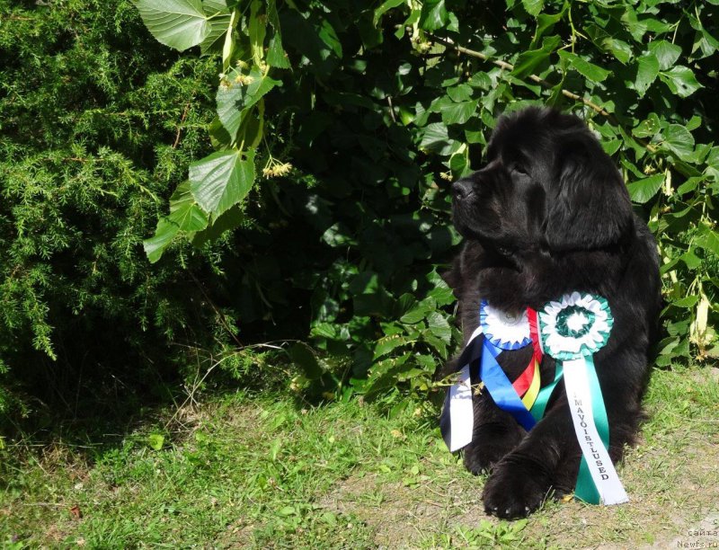 Фотография № 228206