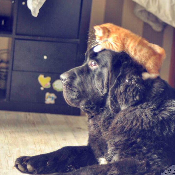 Фотография № 228207