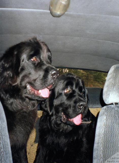 Фото: ньюфаундленд Bine-Bonita, ньюфаундленд Берта (Berta)