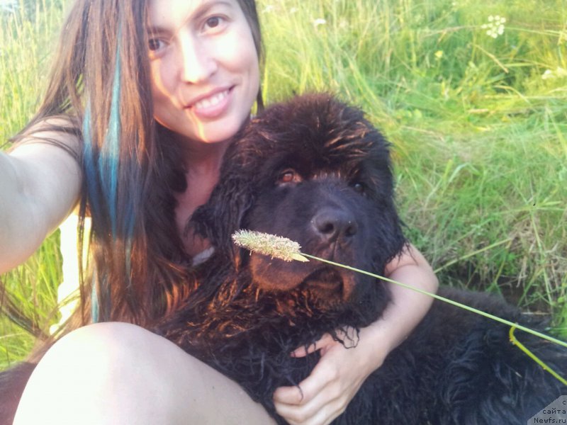 Фото: ньюфаундленд Ньюфорт Леонардо