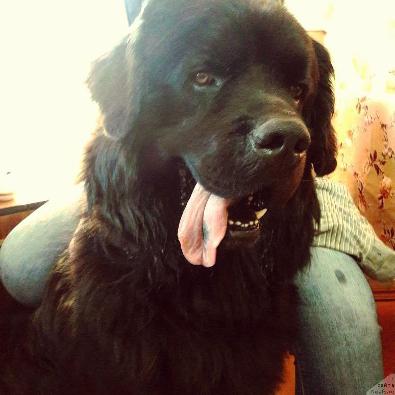 Фото: ньюфаундленд Чарльз Балу Блек Биар