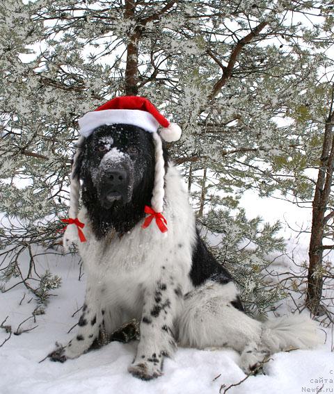 Фото: ньюфаундленд Don't Worry Be Happy de L'Etoile de Cyrice