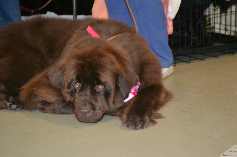 Фото: ньюфаундленд Ньюфорт Вивиан