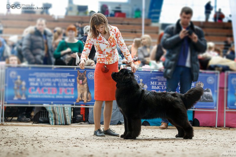 Фото: ньюфаундленд Сент Джонс Чеерфул Колорс оф Лайф (Sent Djons Cheerful Kolors of Life)