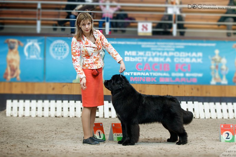 Фото: ньюфаундленд Сент Джонс Чеерфул Колорс оф Лайф (Sent Djons Cheerful Kolors of Life)