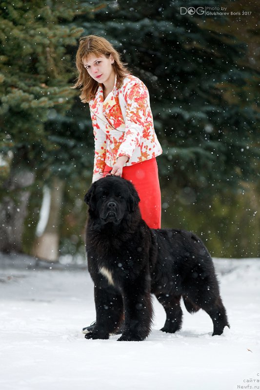 Фото: ньюфаундленд Сент Джонс Чеерфул Колорс оф Лайф (Sent Djons Cheerful Kolors of Life)