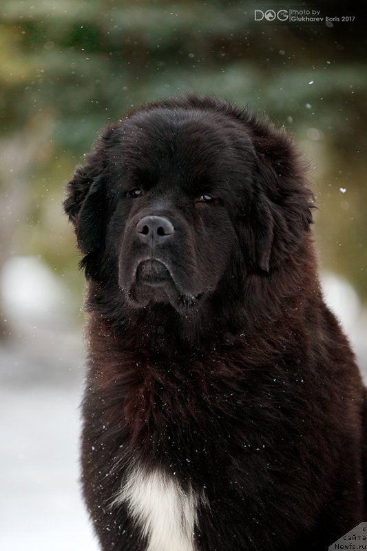 Фото: ньюфаундленд Сент Джонс Чеерфул Колорс оф Лайф (Sent Djons Cheerful Kolors of Life)