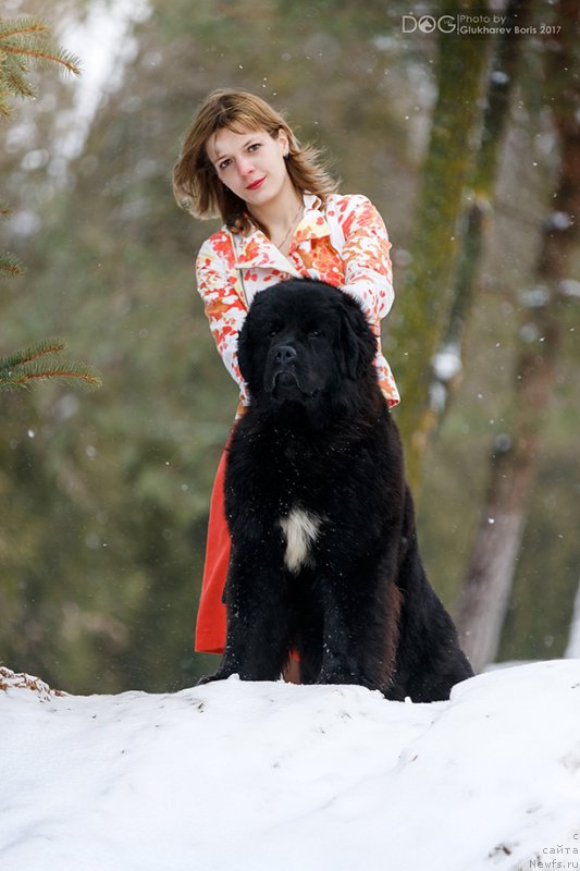 Фото: ньюфаундленд Сент Джонс Чеерфул Колорс оф Лайф (Sent Djons Cheerful Kolors of Life)
