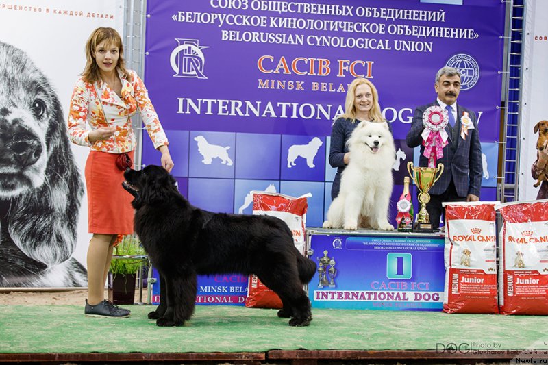 Фото: ньюфаундленд Сент Джонс Чеерфул Колорс оф Лайф (Sent Djons Cheerful Kolors of Life)