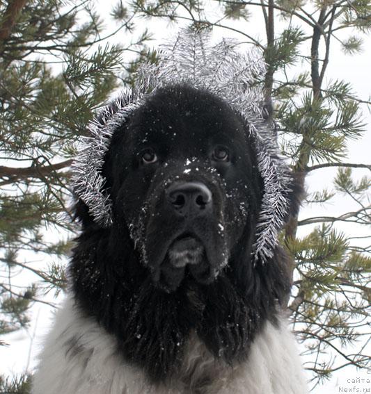 Фотография № 22825