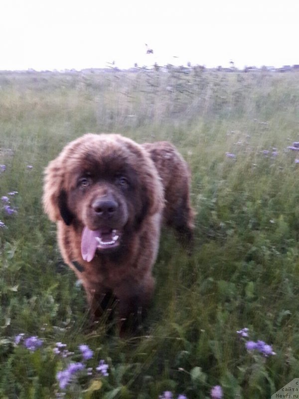 Фото: ньюфаундленд Браунблад МСК Лея Айман (Brownblood MSK Leya Aiman)