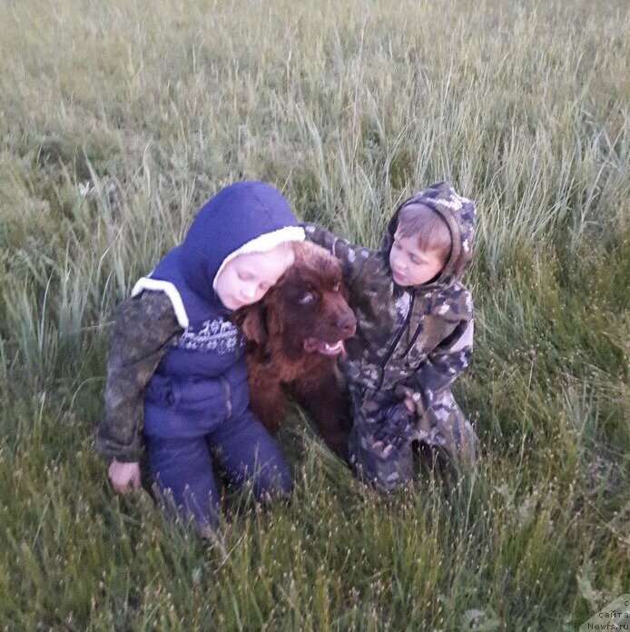 Фото: ньюфаундленд Браунблад МСК Лея Айман (Brownblood MSK Leya Aiman)